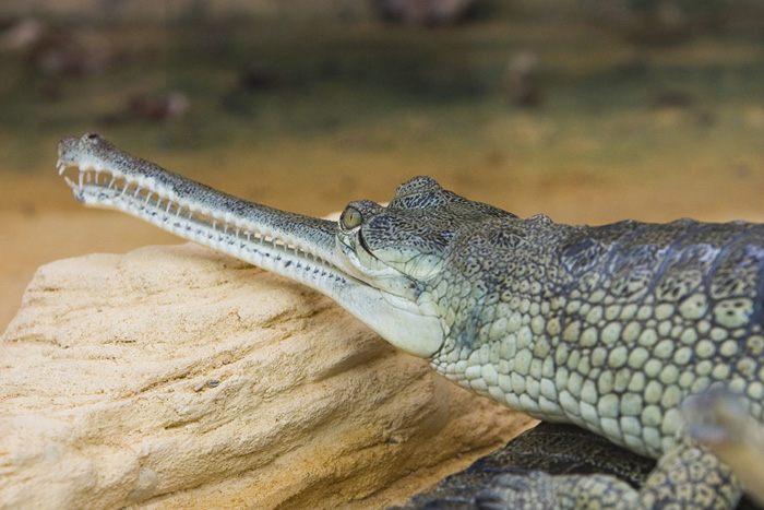 croco02