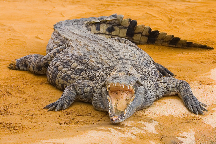 croco11