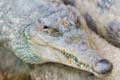 croco01