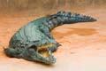 croco04