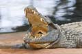 croco09